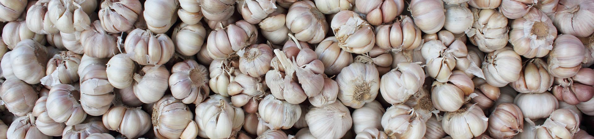 White Garlic production base