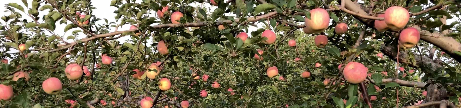 Apple production base